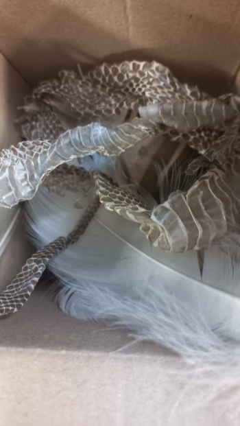 581115284_829185393258328_2465636529213566684_n